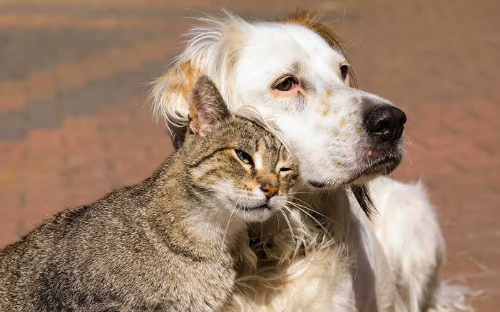 Gatico atigrado acurrucado con cariño junto a su amigo perro