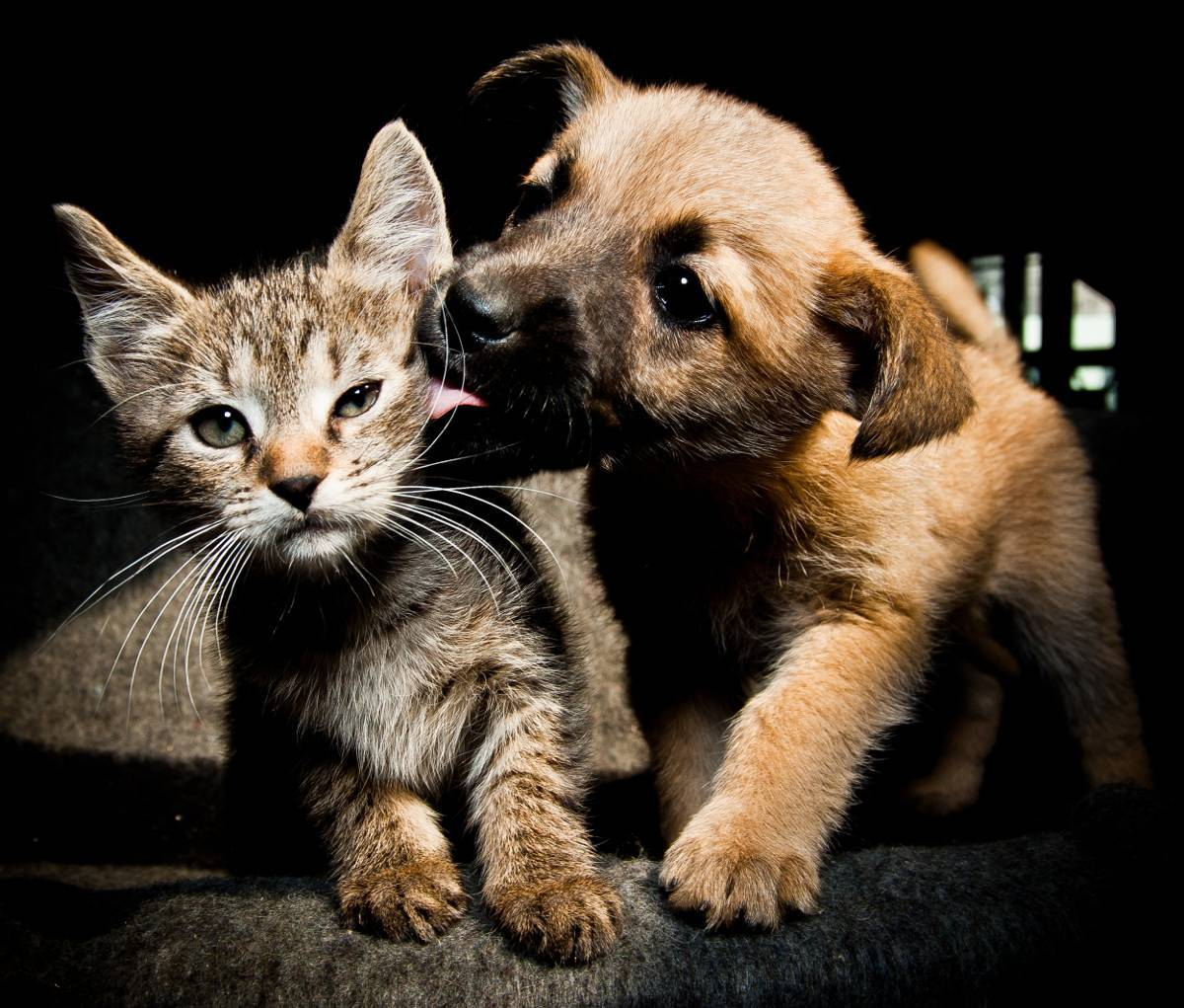 Cachorrito lamiendo con ternura a un gatico atigrado