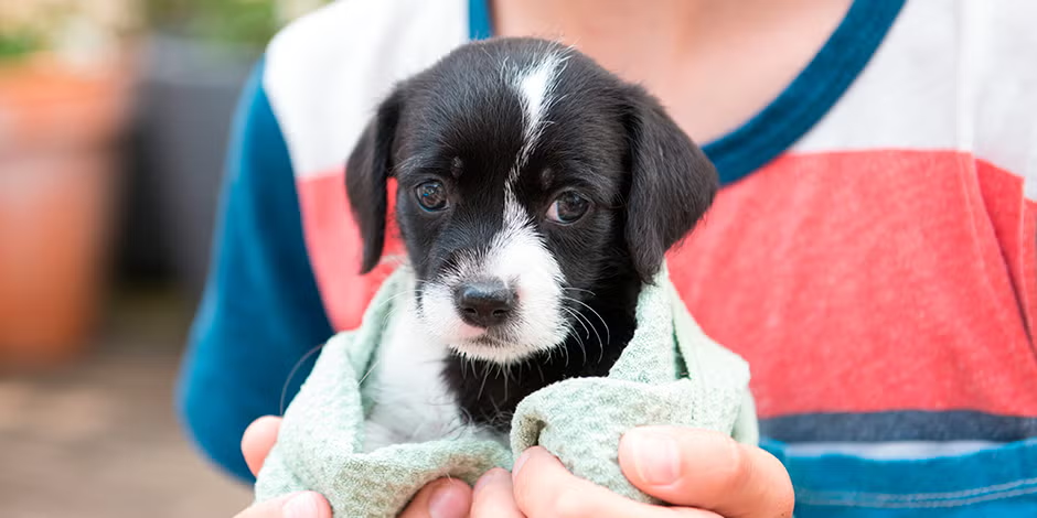 Cachorrito blanco y negro abrigado en una toalla entre brazos cuidadosos