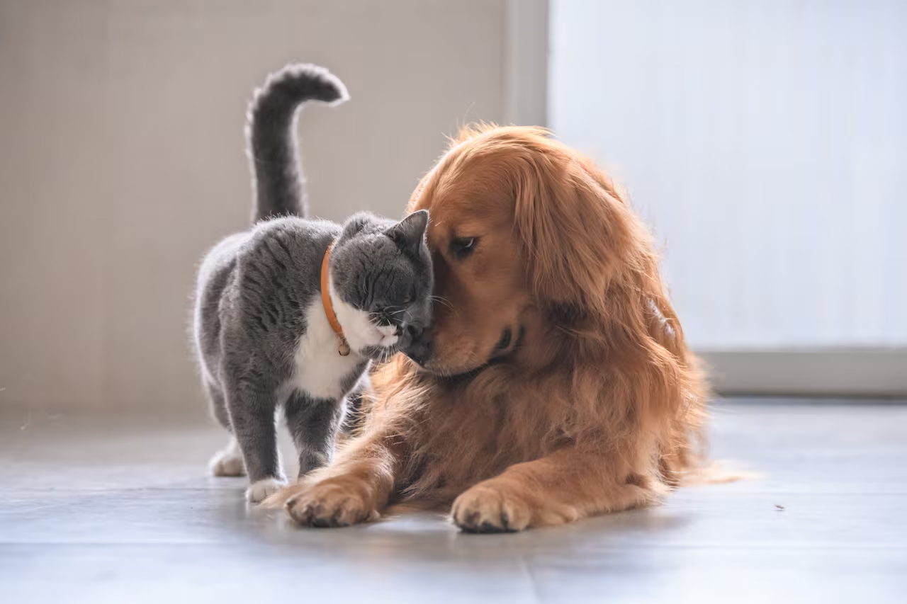 Gatico gris frotándose con ternura contra un golden retriever