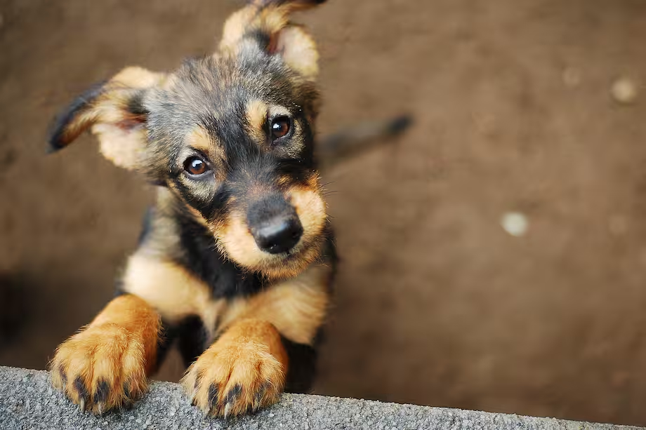Cachorrito asomando sus patitas con una mirada tierna