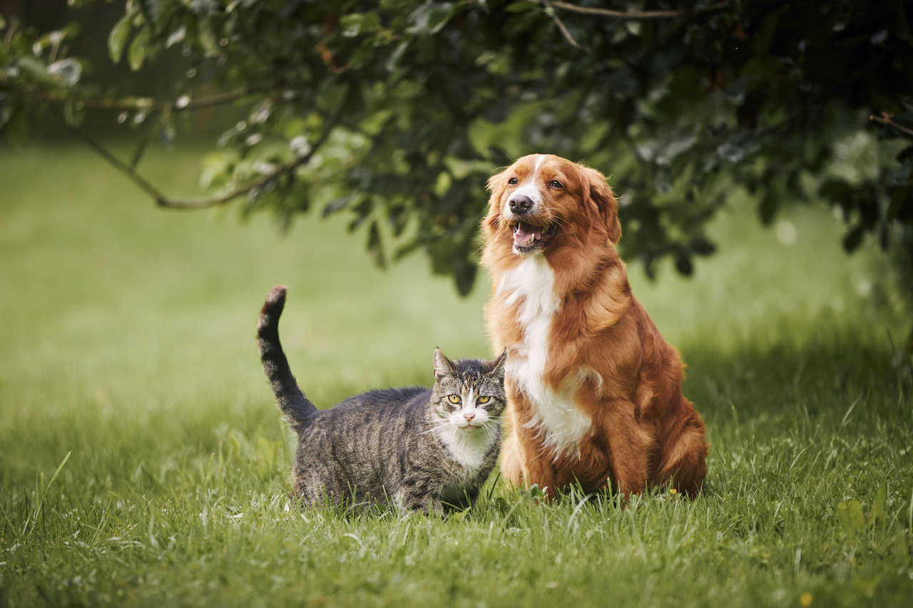 Perro y gato juntos descansando en el pasto bajo un árbol